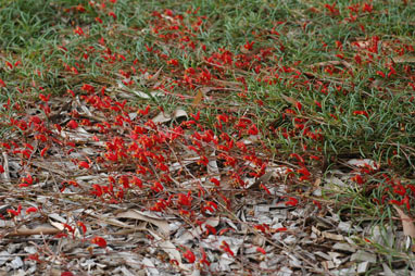 APII jpeg image of Grevillea nudiflora  © contact APII