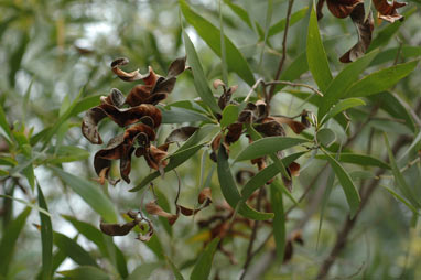 APII jpeg image of Acacia aulacocarpa  © contact APII