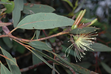 APII jpeg image of Eucalyptus macrandra  © contact APII