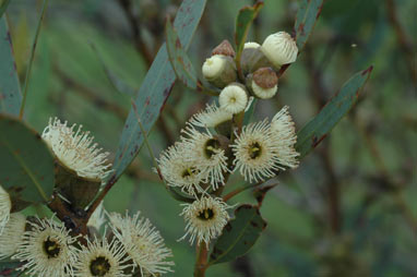 APII jpeg image of Eucalyptus rigens  © contact APII