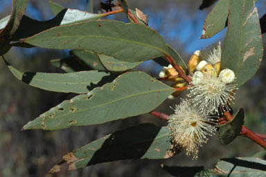 APII jpeg image of Eucalyptus angulosa  © contact APII