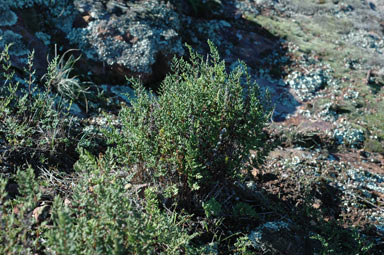 APII jpeg image of Cheilanthes sieberi subsp. sieberi  © contact APII