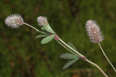 APII jpeg image of Trifolium arvense var. arvense  © contact APII