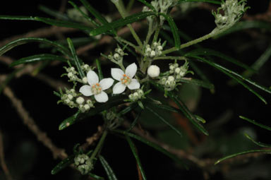 APII jpeg image of Zieria granulata  © contact APII