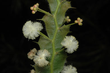 APII jpeg image of Acacia alata var. biglandulosa  © contact APII