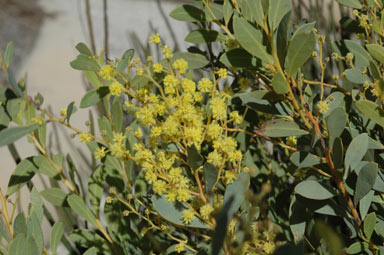 APII jpeg image of Acacia sporadica  © contact APII