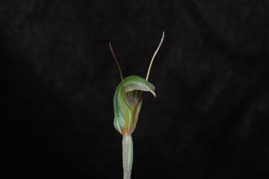 APII jpeg image of Pterostylis pedunculata  © contact APII