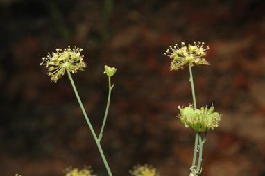 APII jpeg image of Trachymene rotundifolia  © contact APII
