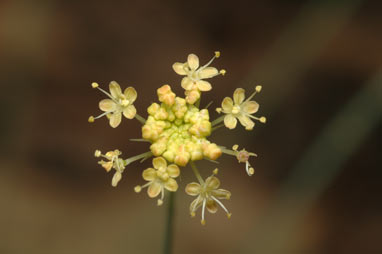 APII jpeg image of Trachymene rotundifolia  © contact APII