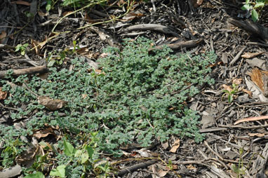 APII jpeg image of Coldenia procumbens  © contact APII