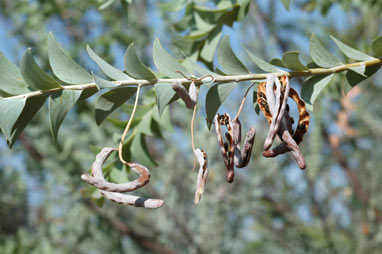 APII jpeg image of Acacia mountfordiae  © contact APII