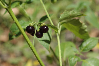 APII jpeg image of Solanum americanum  © contact APII