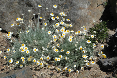 APII jpeg image of Leucochrysum albicans var. tricolor  © contact APII