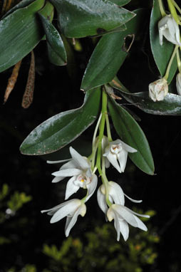 APII jpeg image of Dendrobium falcorostrum  © contact APII