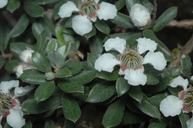 APII jpeg image of Leptospermum grandifolium  © contact APII
