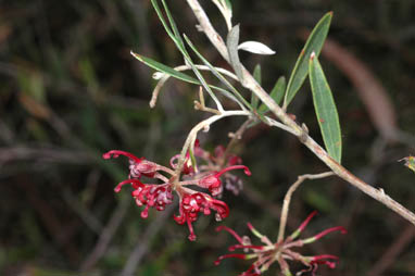 APII jpeg image of Grevillea diffusa subsp. filipendula  © contact APII