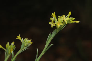 APII jpeg image of Pimelea curviflora var. sericea  © contact APII