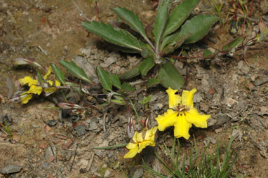 APII jpeg image of Goodenia hederacea subsp. hederacea  © contact APII