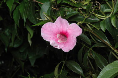 APII jpeg image of Pandorea jasminoides 'Bower of Beauty'  © contact APII