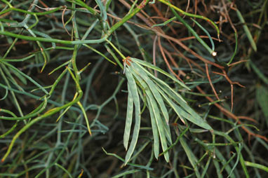APII jpeg image of Acacia aphylla  © contact APII