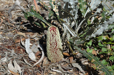 APII jpeg image of Banksia petiolaris  © contact APII