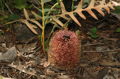 APII jpeg image of Banksia gardneri var. hiemalis  © contact APII