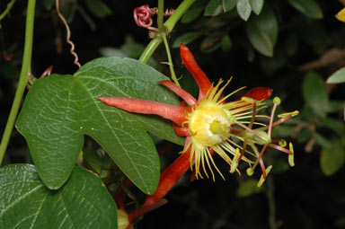 APII jpeg image of Passiflora cinnabarina  © contact APII