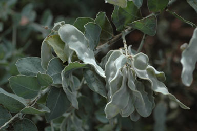 APII jpeg image of Acacia podalyriifolia  © contact APII
