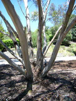 APII jpeg image of Eucalyptus gregsoniana  © contact APII