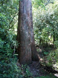 APII jpeg image of Eucalyptus fastigata  © contact APII