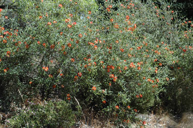 APII jpeg image of Beaufortia orbifolia  © contact APII