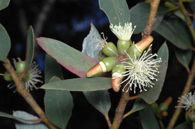 APII jpeg image of Eucalyptus platypus  © contact APII