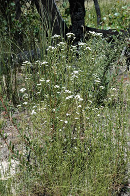 APII jpeg image of Ixodia achillaeoides subsp. alata  © contact APII