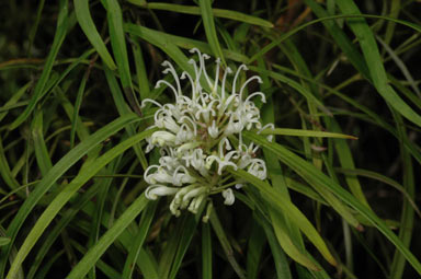 APII jpeg image of Grevillea linearifolia  © contact APII