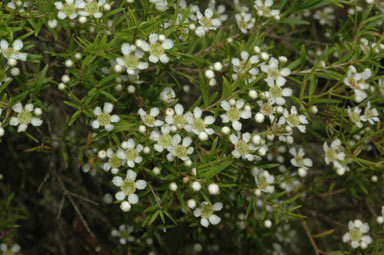APII jpeg image of Babingtonia similis 'Howie's Feathertips'  © contact APII