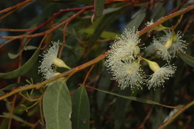 APII jpeg image of Eucalyptus longissima  © contact APII