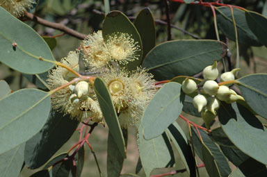 APII jpeg image of Eucalyptus oldfieldii  © contact APII