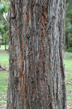 APII jpeg image of Eucalyptus tindaliae  © contact APII