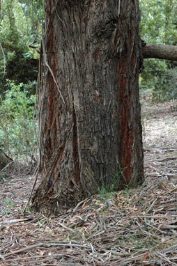 APII jpeg image of Eucalyptus macarthurii  © contact APII