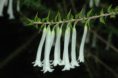 APII jpeg image of Epacris longiflora 'white'  © contact APII