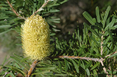APII jpeg image of Banksia marginata 'Cape Patterson Dwarf'  © contact APII