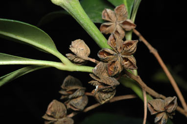 APII jpeg image of Acradenia euodiiformis  © contact APII