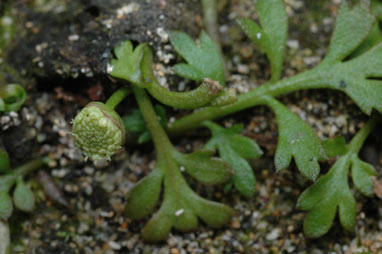 APII jpeg image of Leptinella longipes  © contact APII