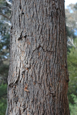APII jpeg image of Eucalyptus fastigata  © contact APII