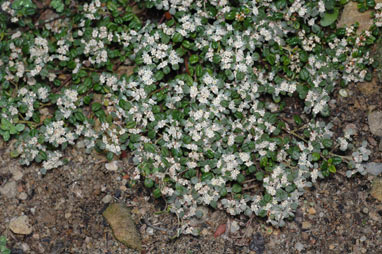 APII jpeg image of Spyridium parvifolium  © contact APII