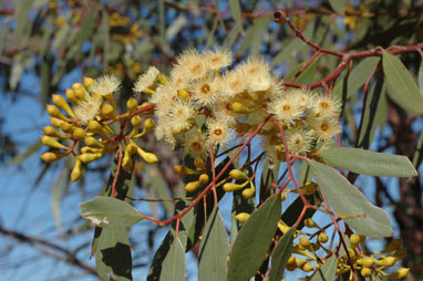 APII jpeg image of Eucalyptus thozetiana  © contact APII