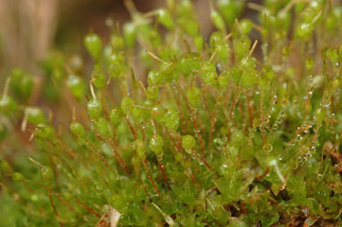 APII jpeg image of Funaria hygrometrica  © contact APII