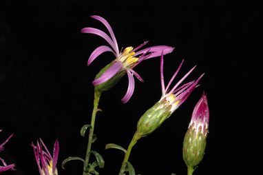 APII jpeg image of Olearia magniflora  © contact APII