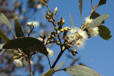 APII jpeg image of Eucalyptus petrensis  © contact APII