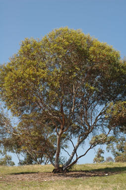 APII jpeg image of Eucalyptus sporadica subsp. stenanthina  © contact APII